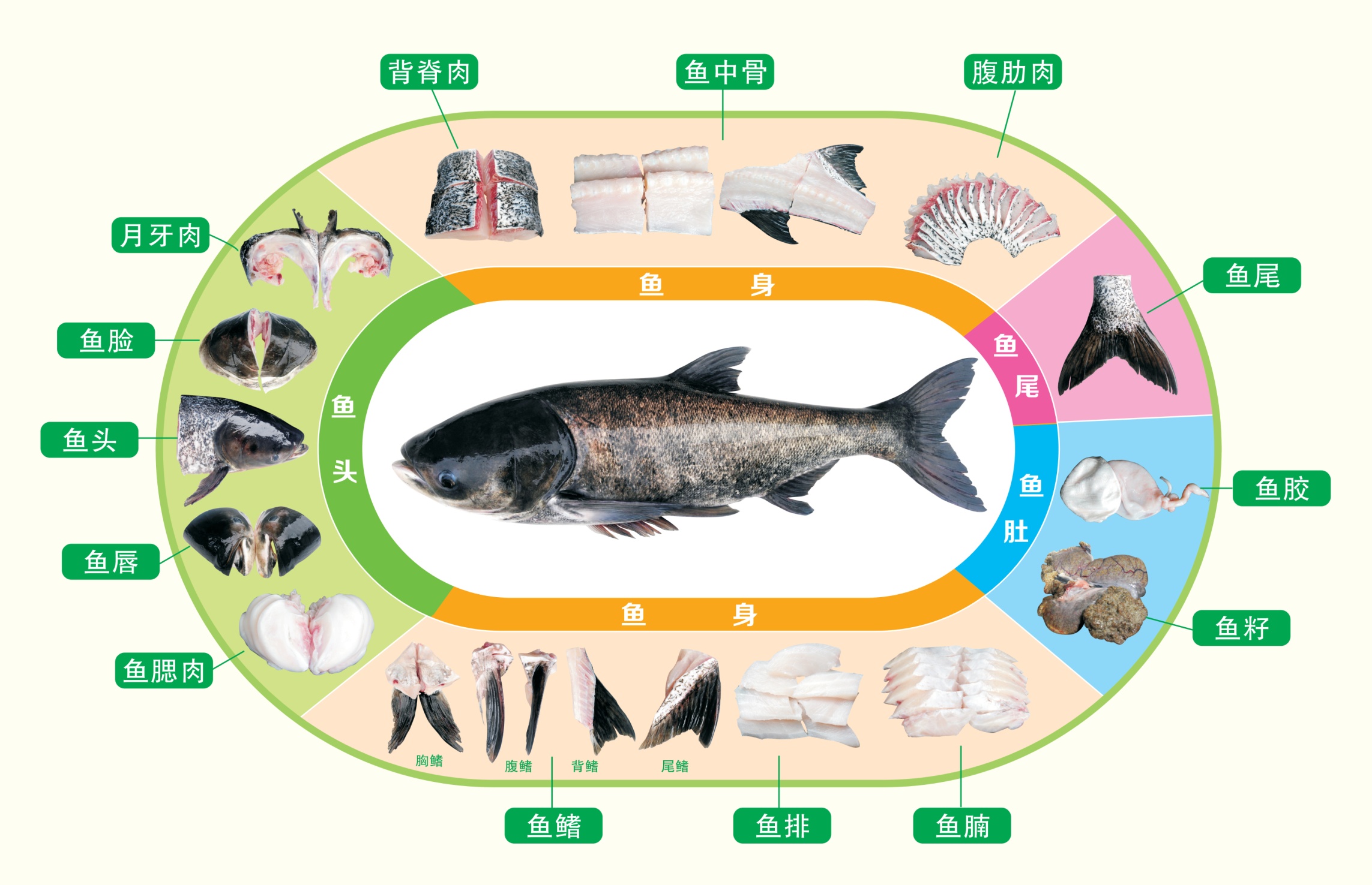 Sf Cold Chain Help With Worldwide Sharing Of Qiandao Lake Fish